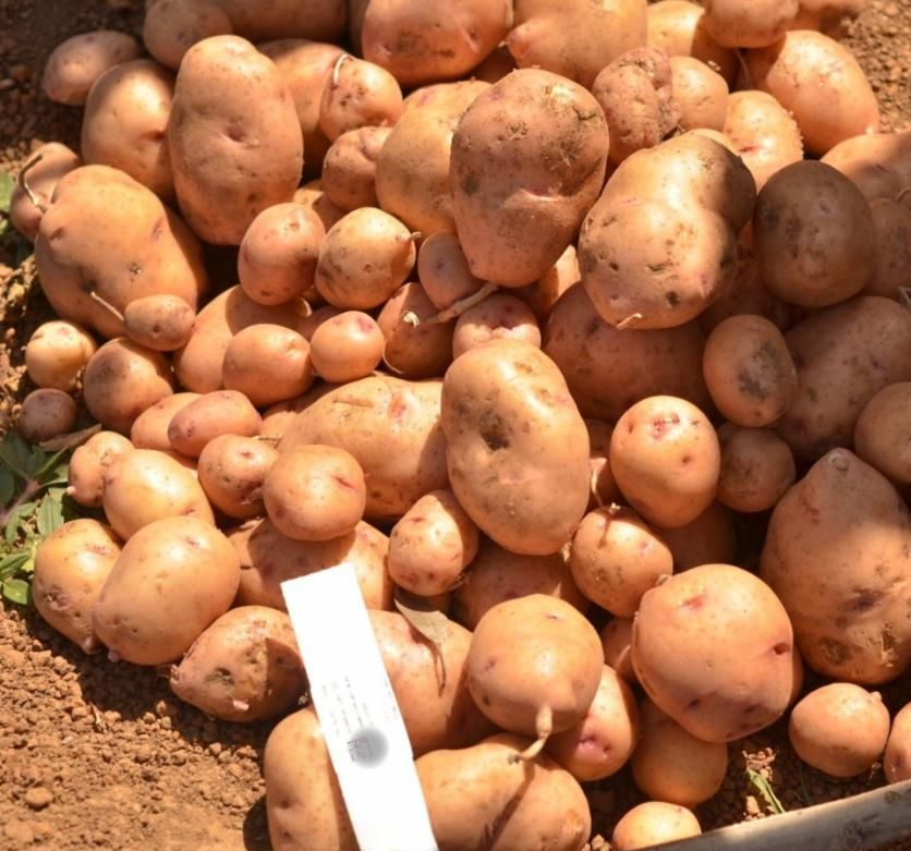 Brown field day in Nigeria.png